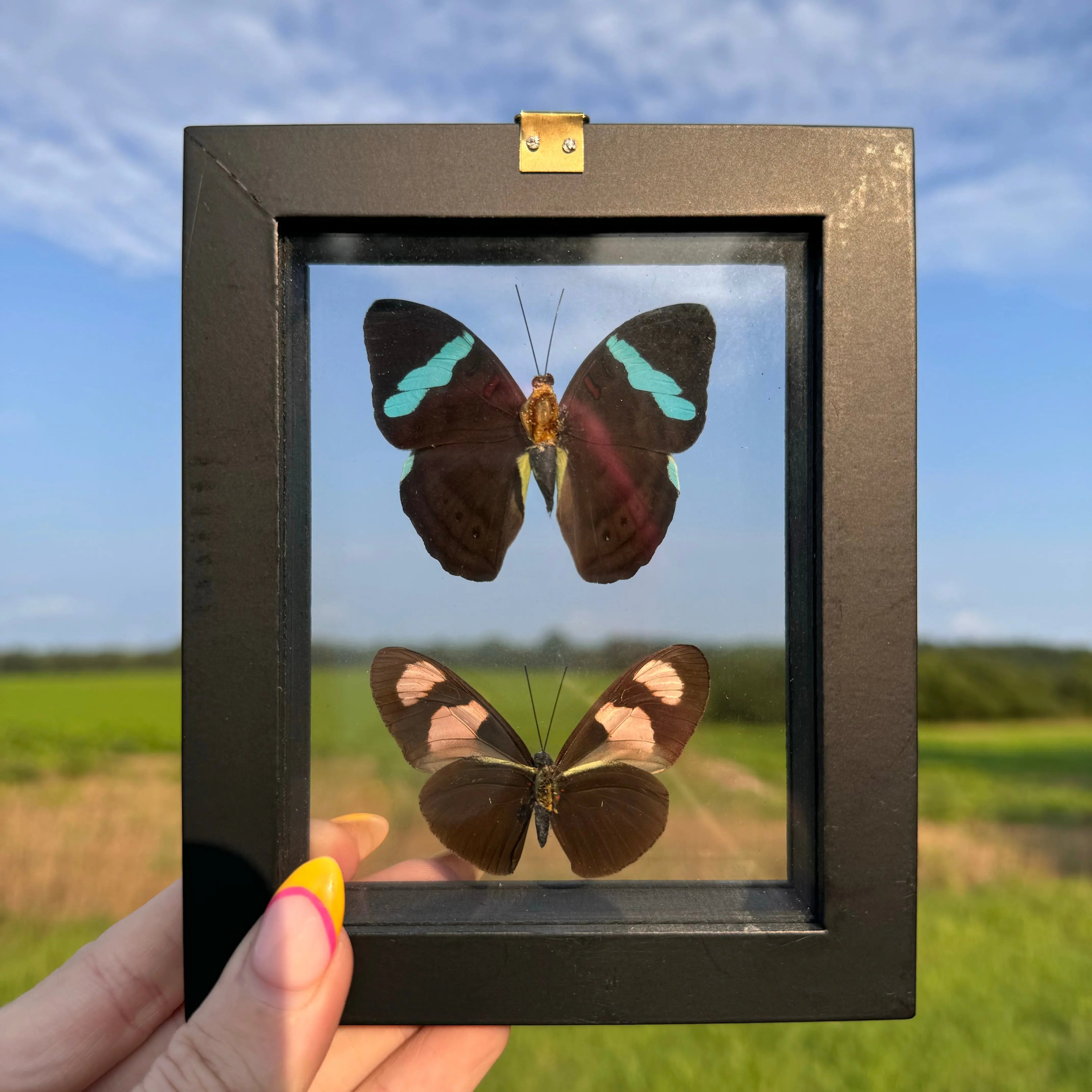 2 Piece Butterfly Frame Arabella Crystals