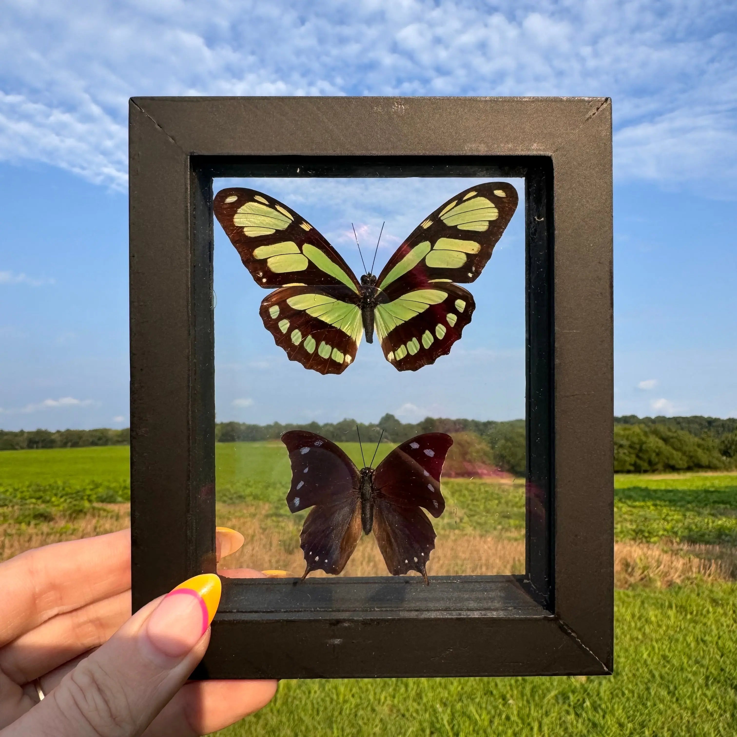 2 Piece Butterfly Frame Arabella Crystals