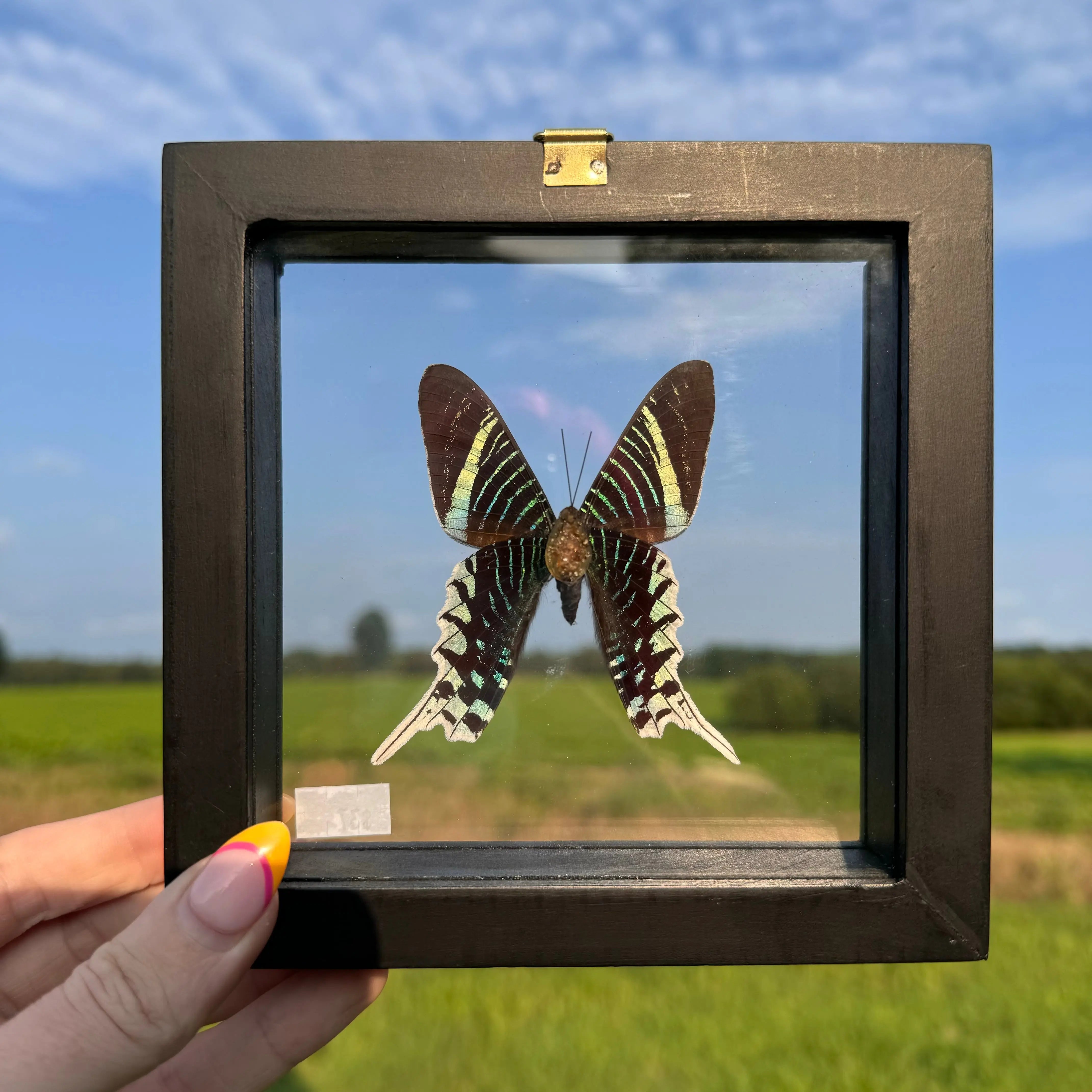 Urania Leilus Butterfly Frame Arabella Crystals