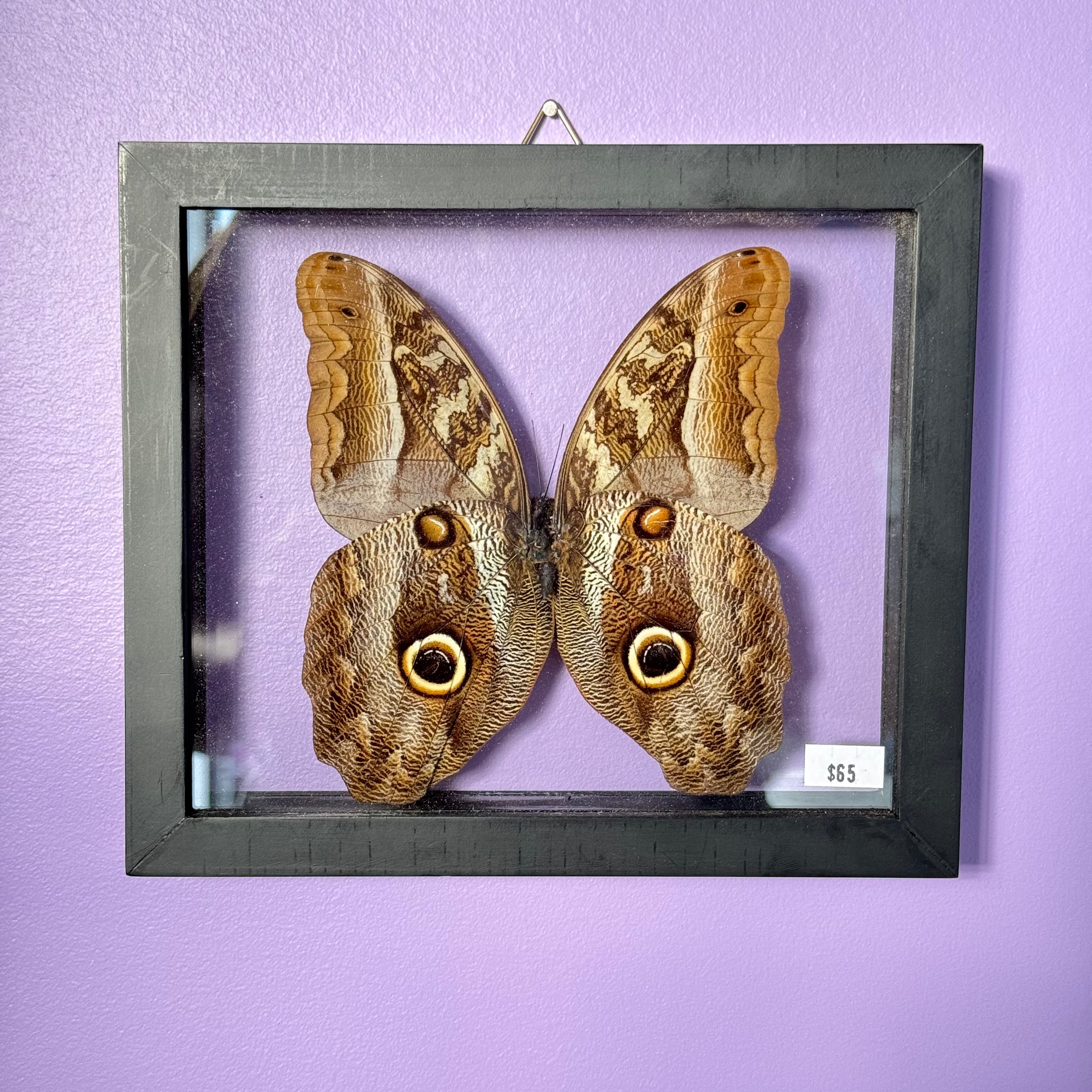 Caligo "Owl" Butterfly Frame