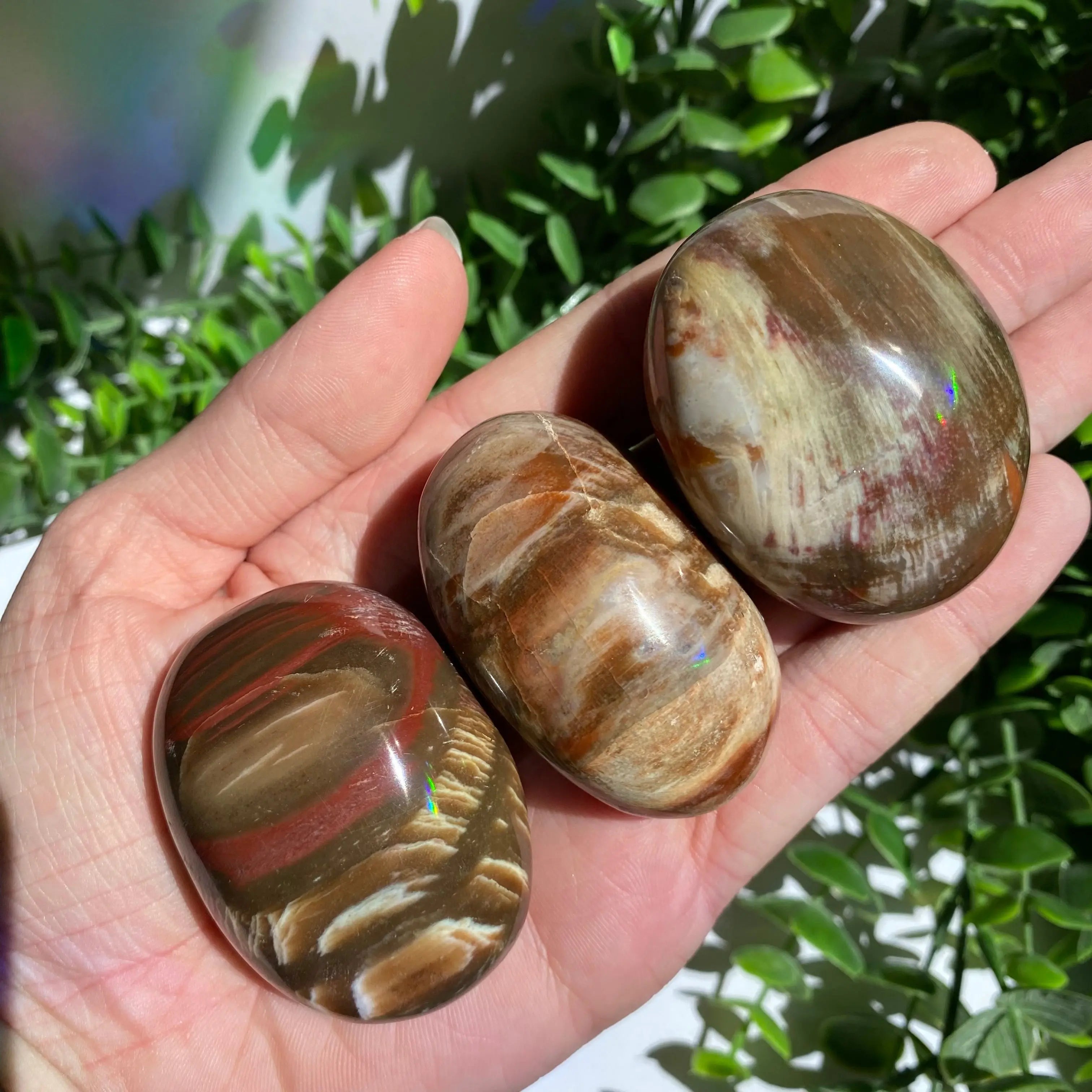 Petrified Wood Palm Stone Arabella Crystals