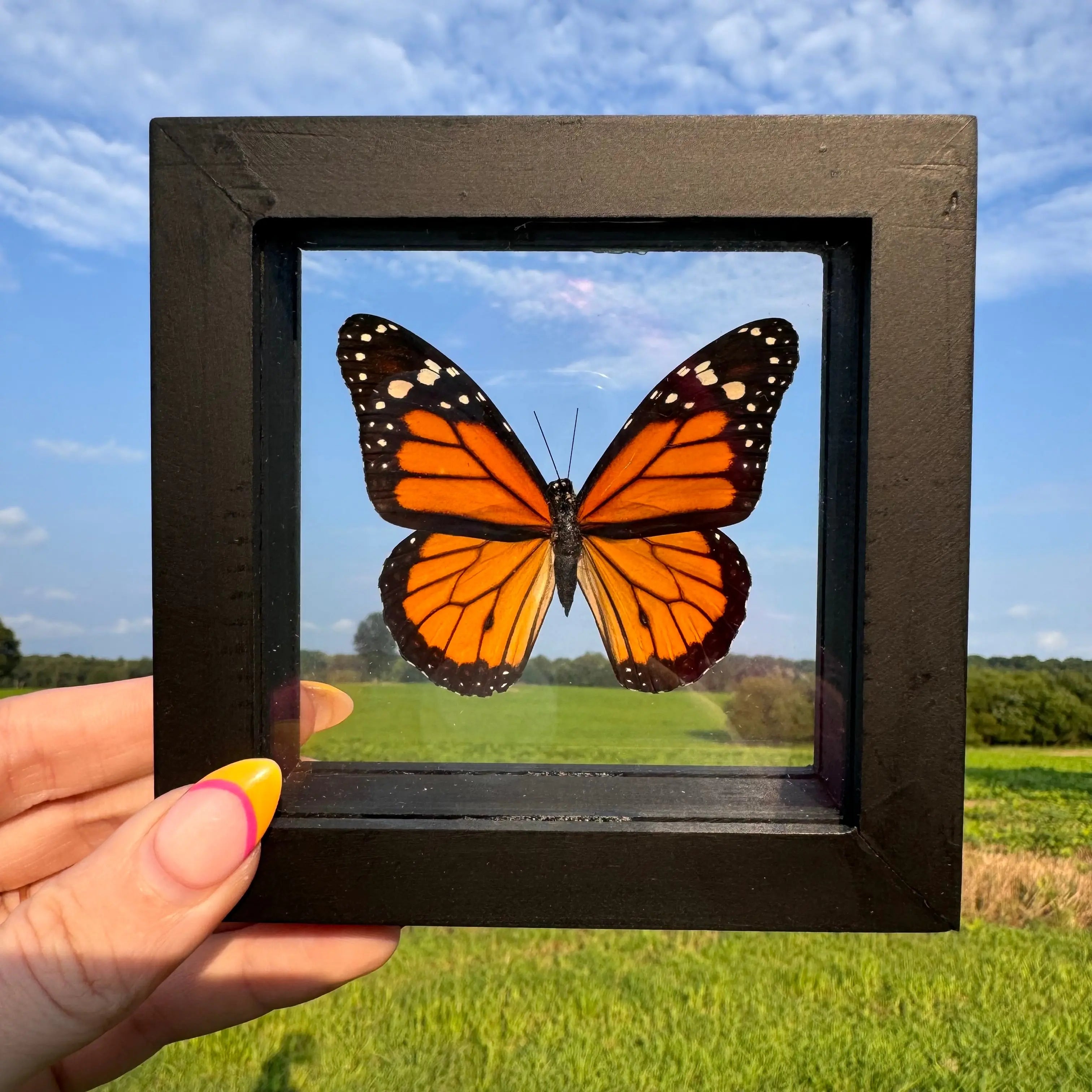 Monarch Butterfly Frame Arabella Crystals