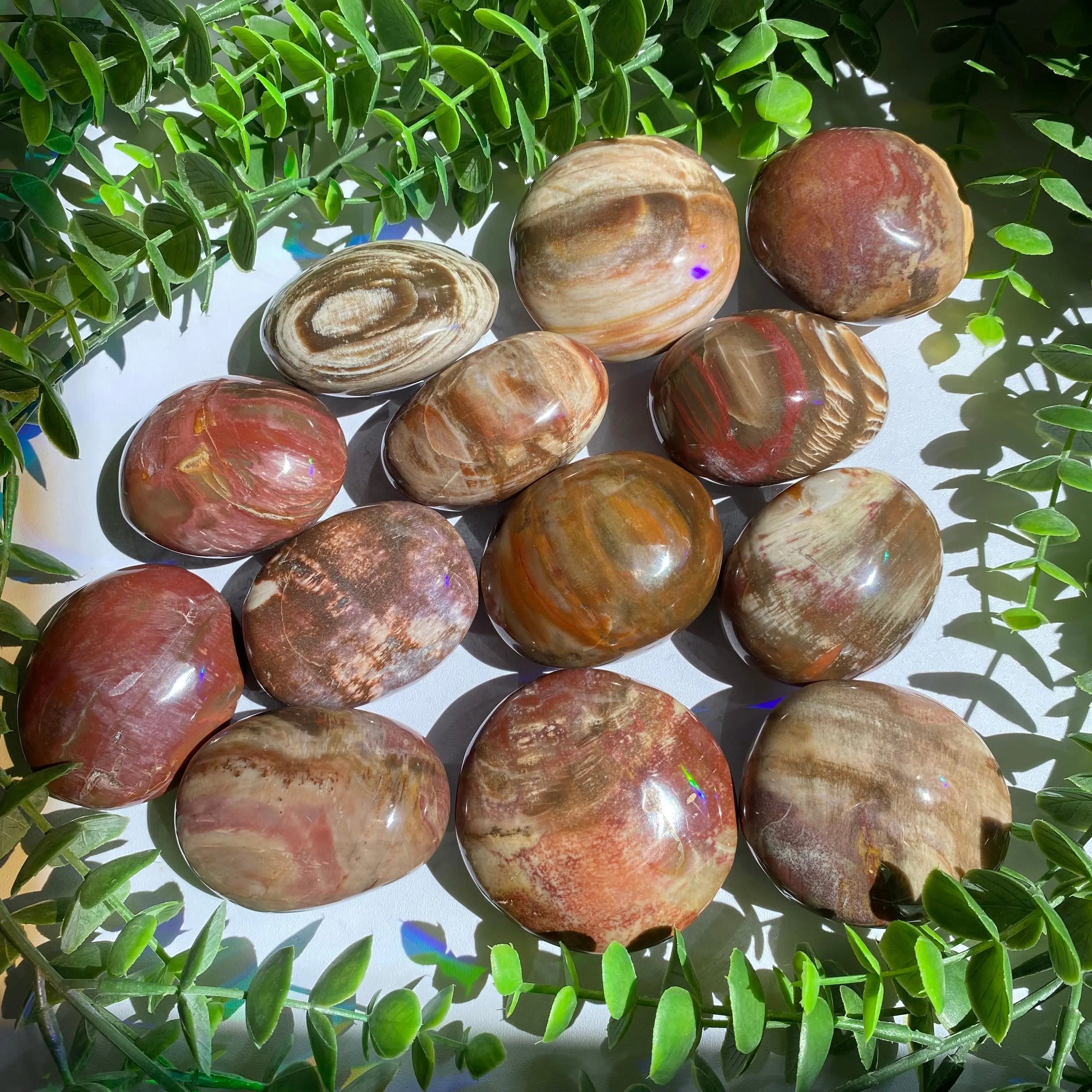 Petrified Wood Palm Stone Arabella Crystals