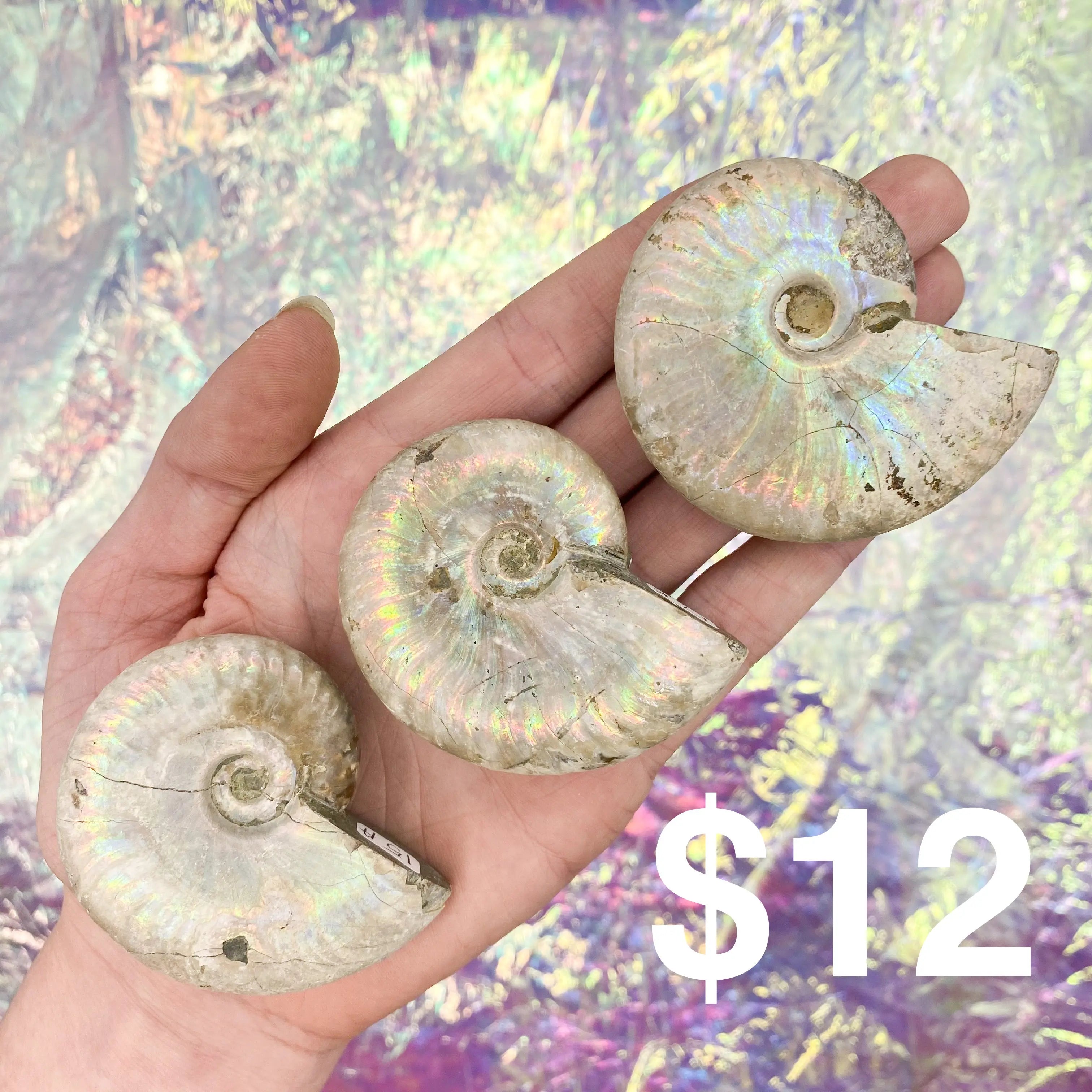 Opalized Ammonite Arabella Crystals