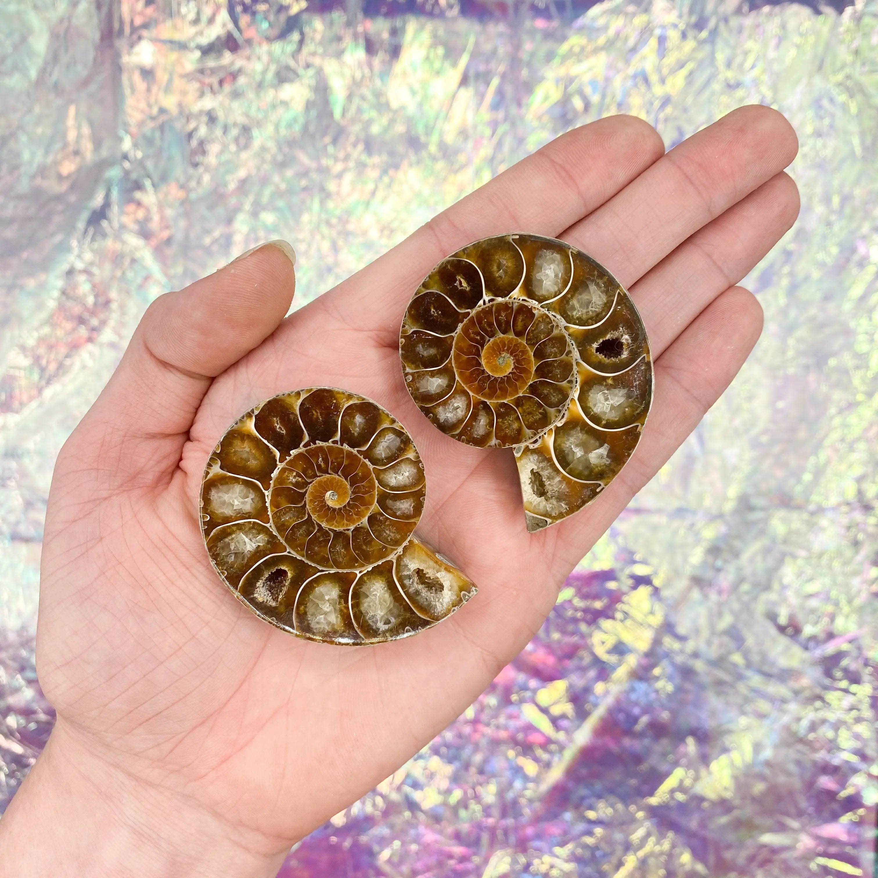 Ammonite Slice Pair Arabella Crystals