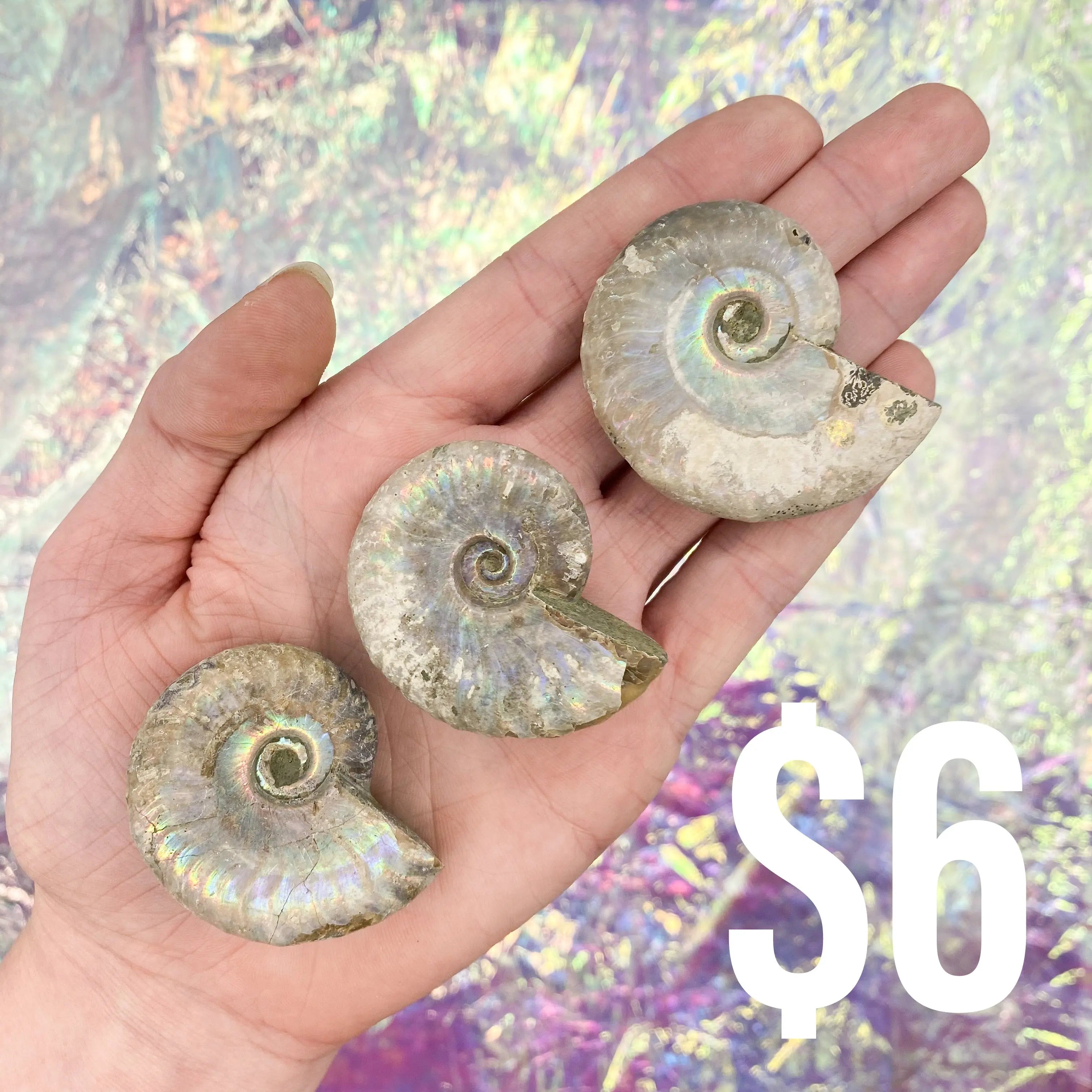 Opalized Ammonite Arabella Crystals
