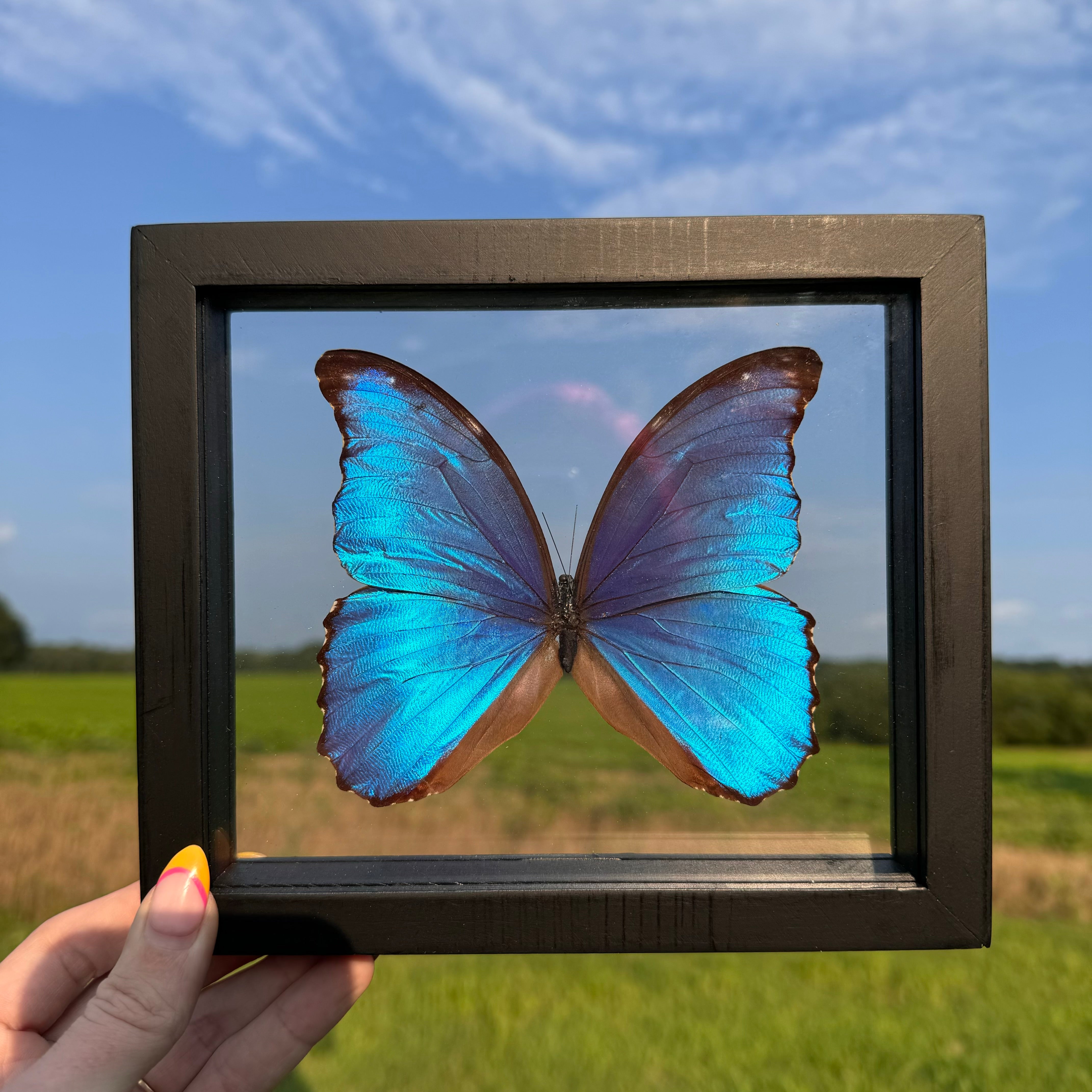 Morpho Didius Butterfly Frame