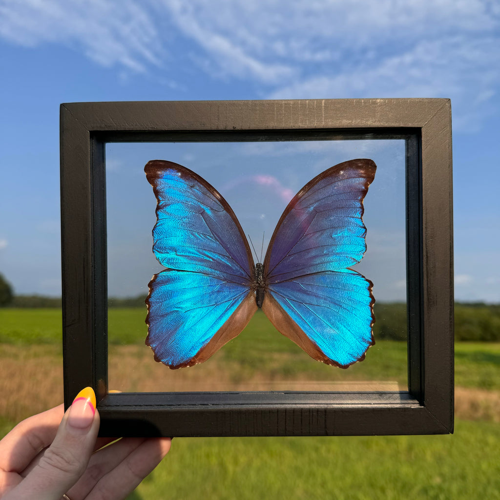 Morpho Didius Butterfly Frame