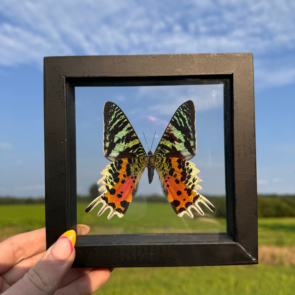 Sunset Moth Frame