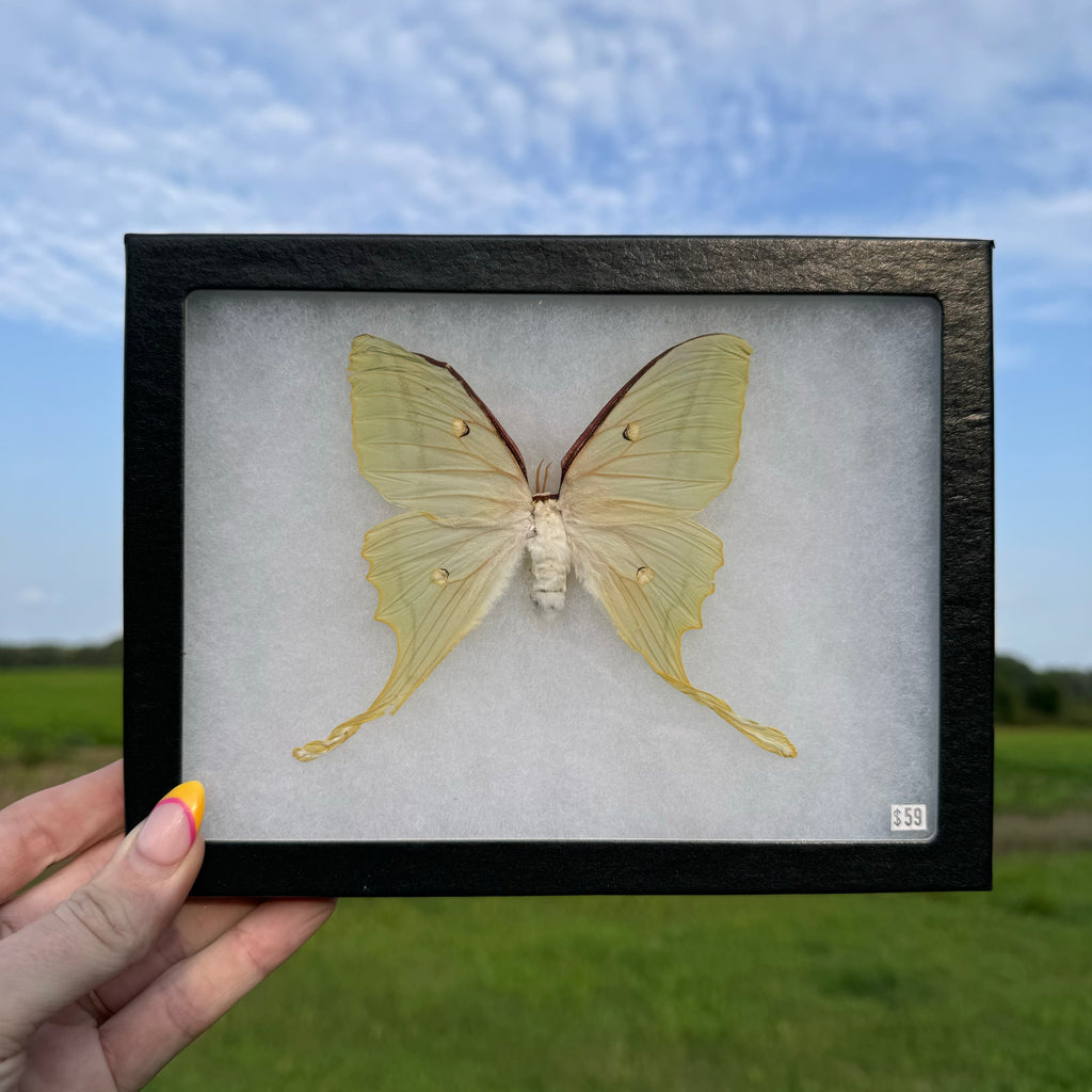 Luna Moth Soft Frame