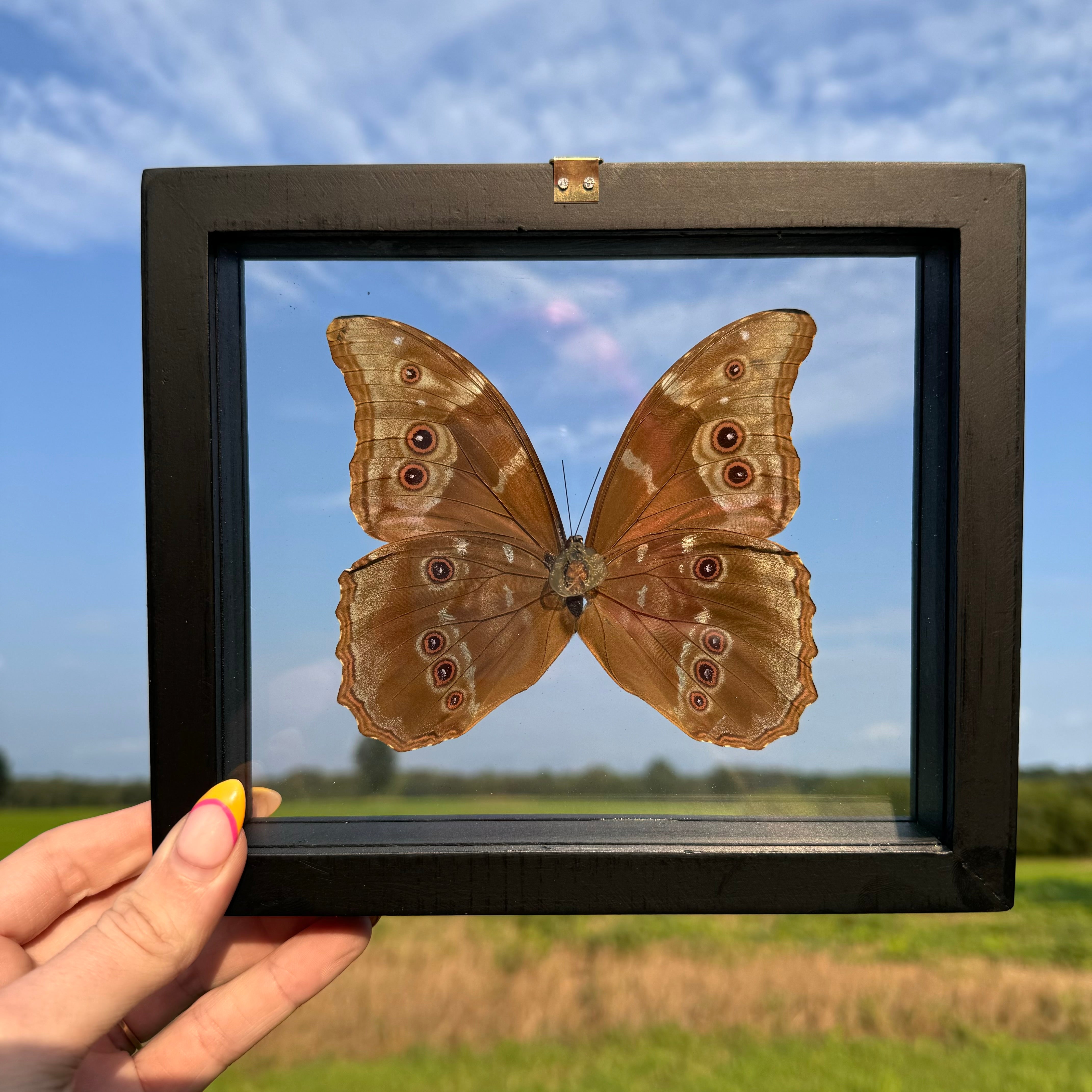 Morpho Didius Butterfly Frame