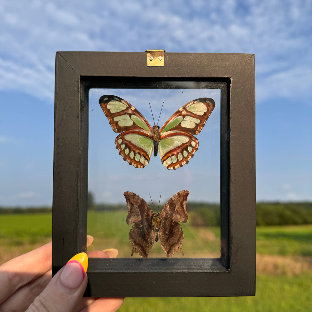 2 Piece Butterfly Frame