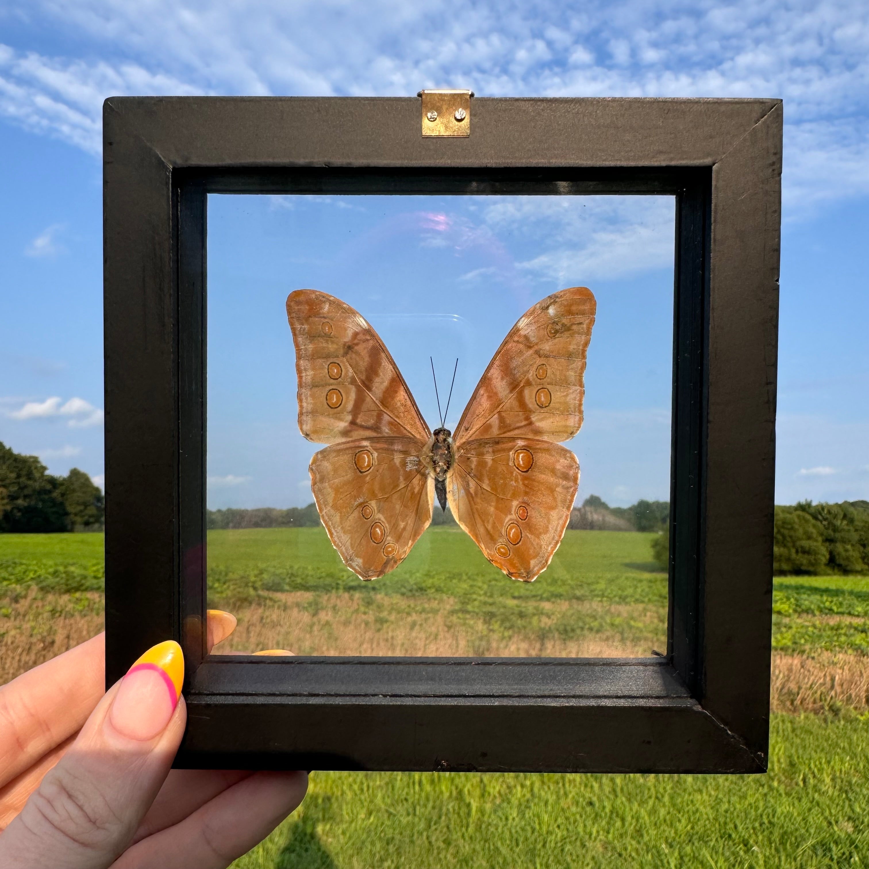 Morpho Aurora Butterfly Frame