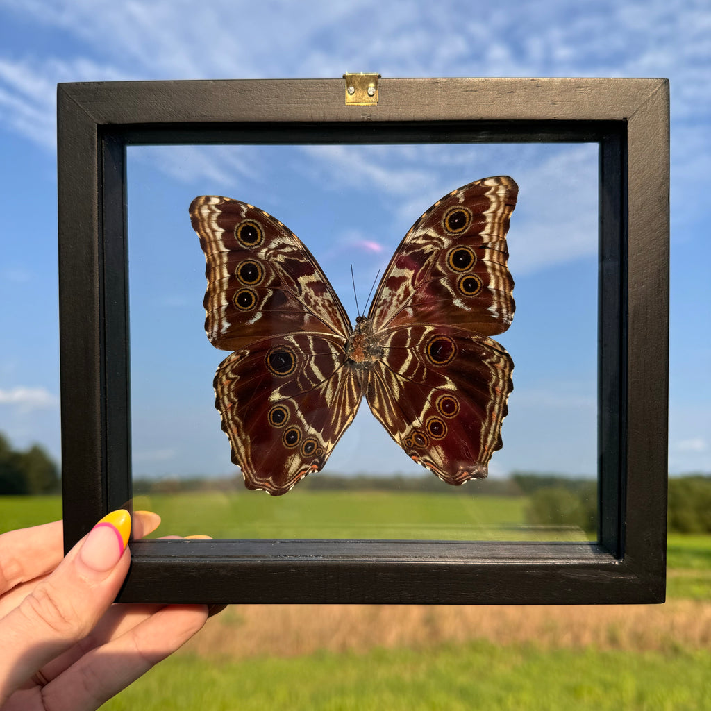 Morpho Deidamia Butterfly Frame