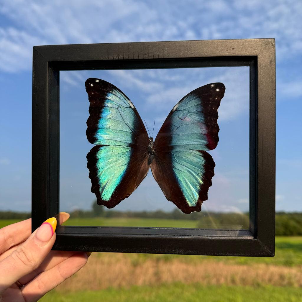 Morpho Deidamia Butterfly Frame