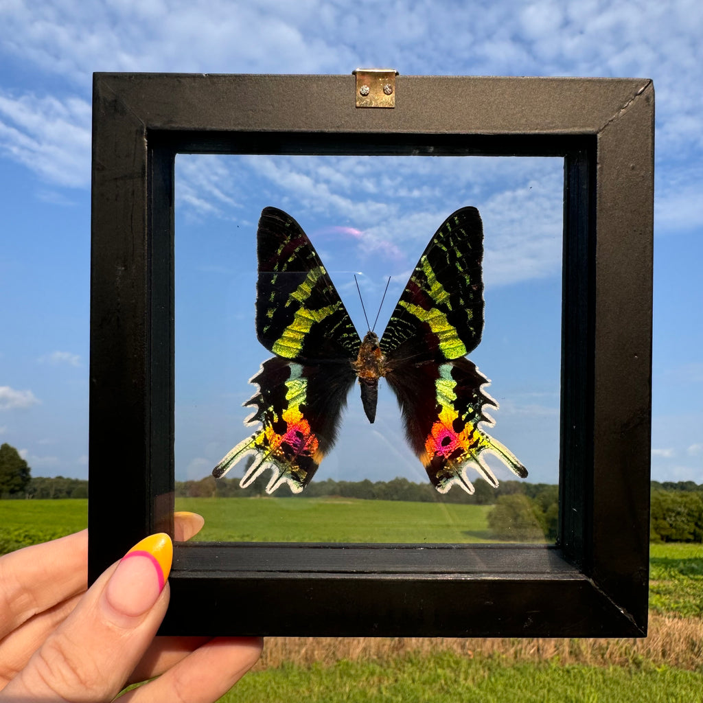 Sunset Moth Frame