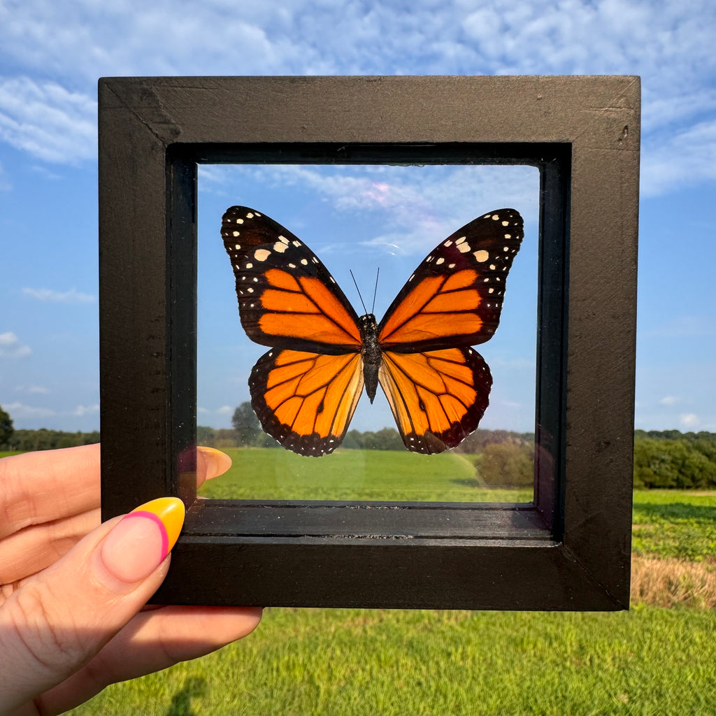 Monarch Butterfly Frame