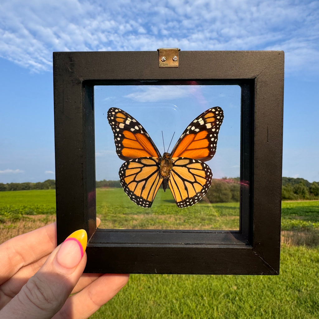 Monarch Butterfly Frame