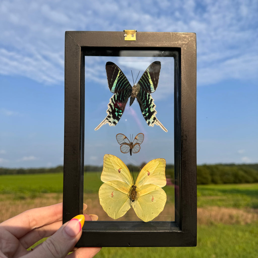 3 Piece Butterfly Frame