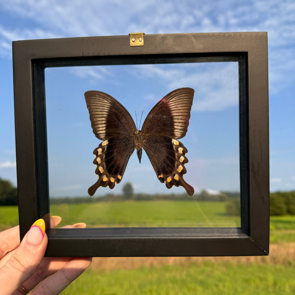 Papilio Blumei Butterfly Frame