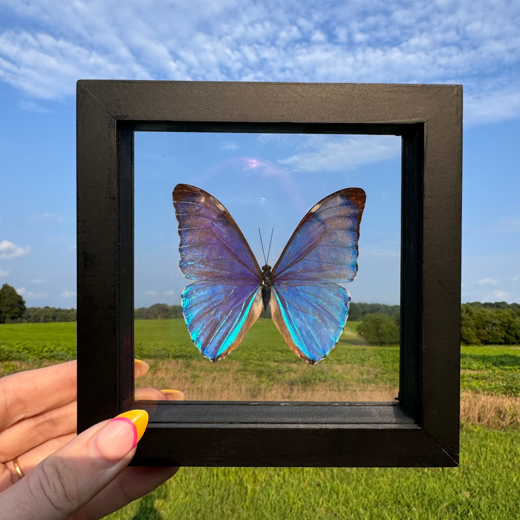 Morpho Aurora Butterfly Frame