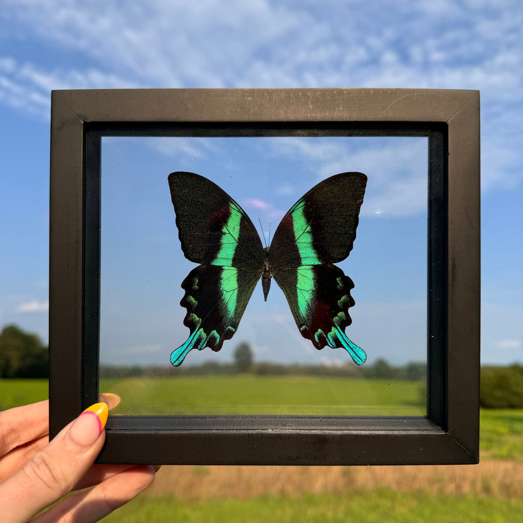 Papilio Blumei Butterfly Frame