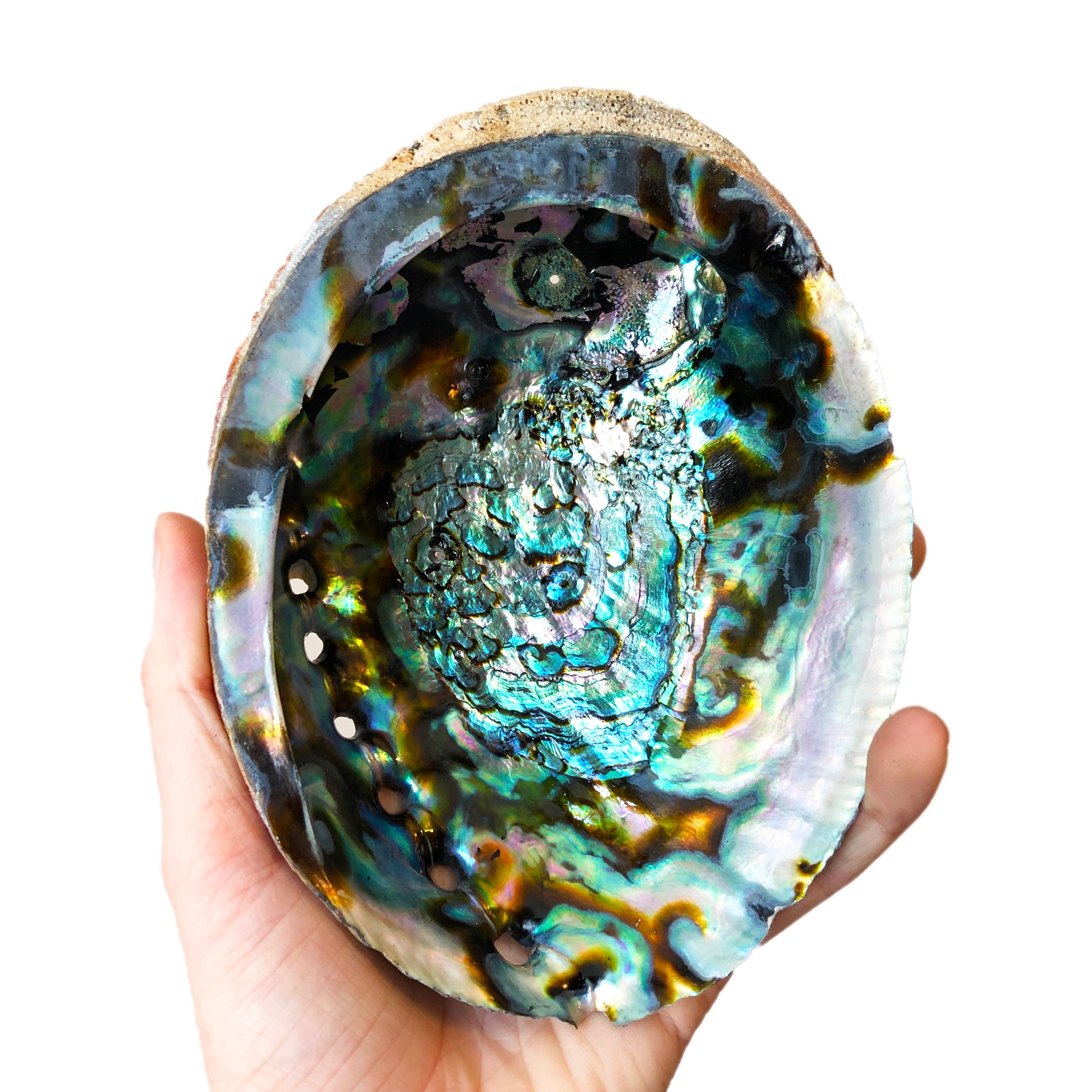 Abalone Shell